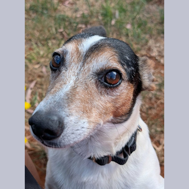Photo of Spotty