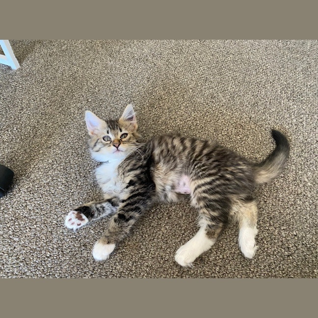 Photo of Piper