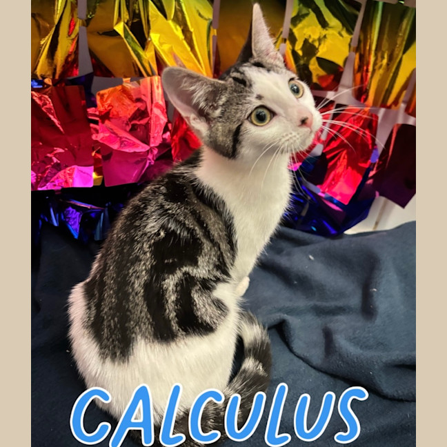 Photo of Calculus