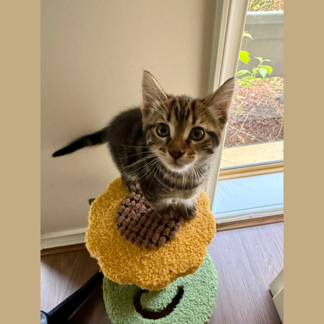 Photo of Stella