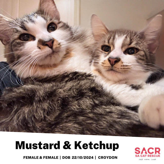 Photo of Ketchup & Mustard