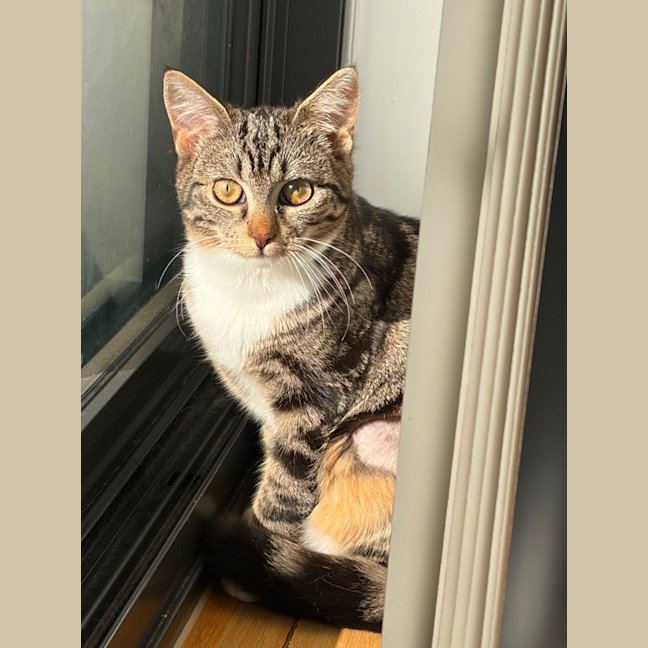Photo of Mocha