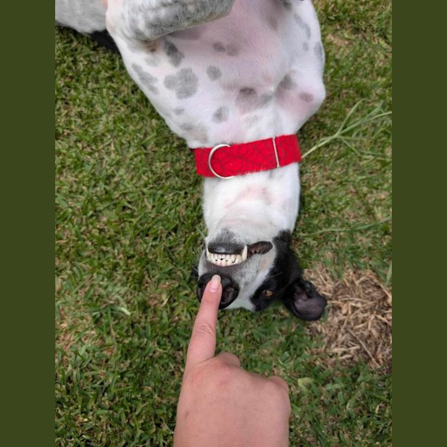 Photo of Harry, The Cat Tolerant Greyhound 