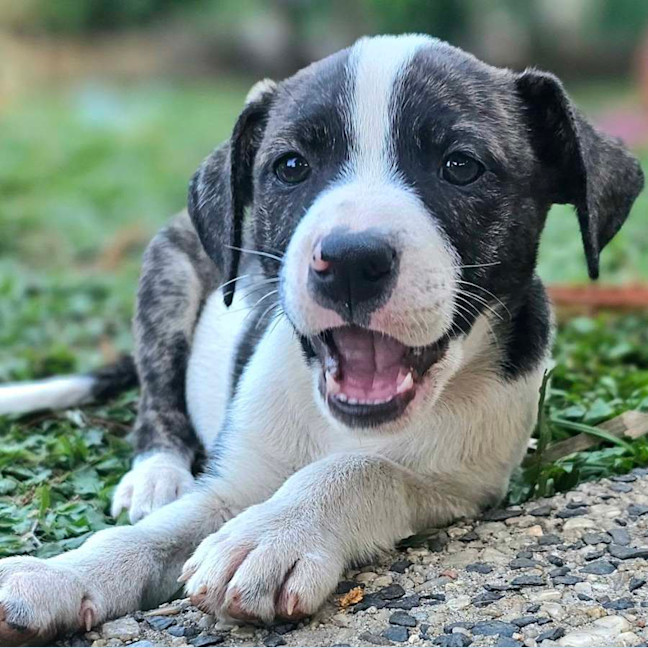 Photo of Sizzle