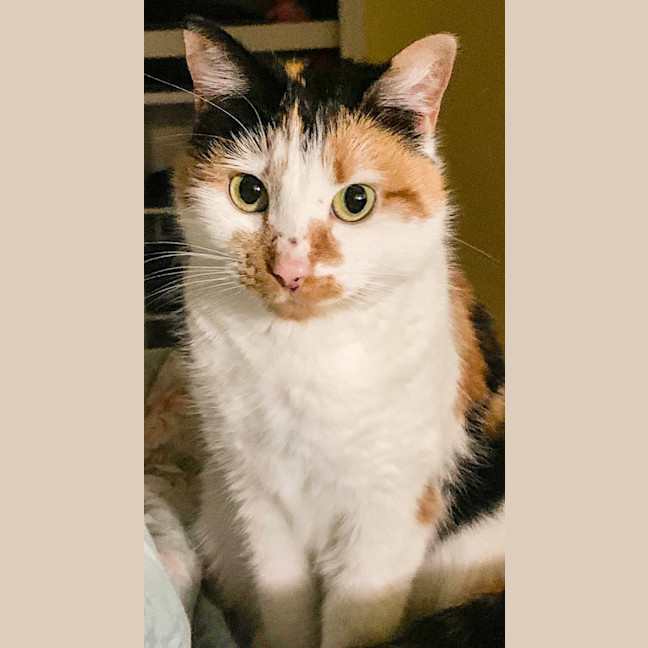 Photo of Mara