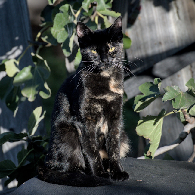 Photo of Freya
