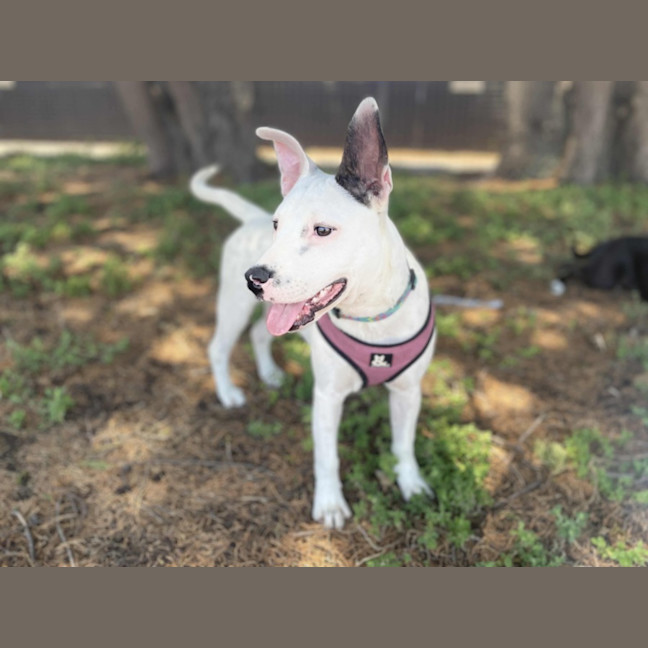 Photo of Gypsy