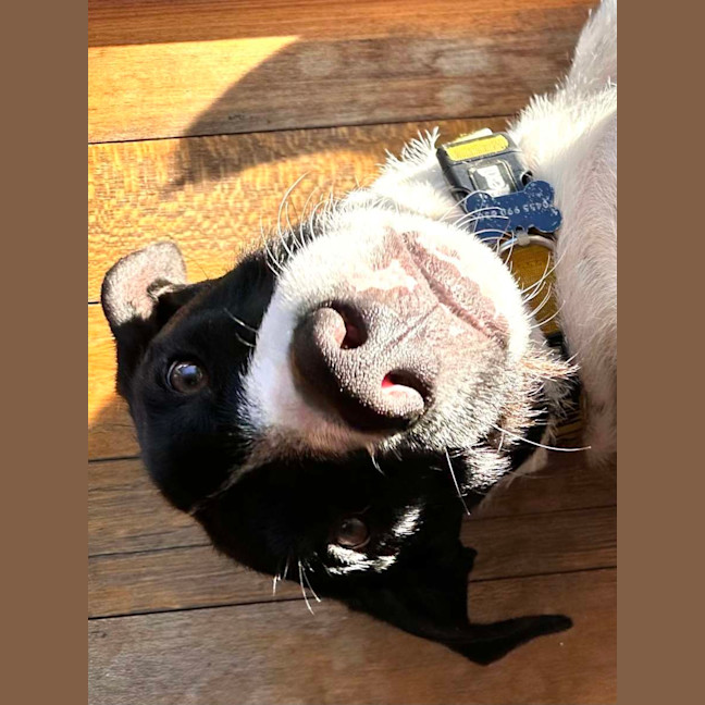 Photo of Buster