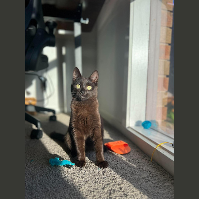 Photo of Otis