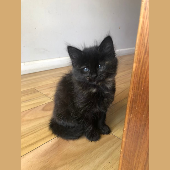 Photo of Floof   2 Month Old Domestic Medium Hair (Trial)