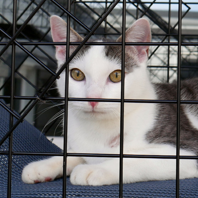 Photo of Loki Stk012967