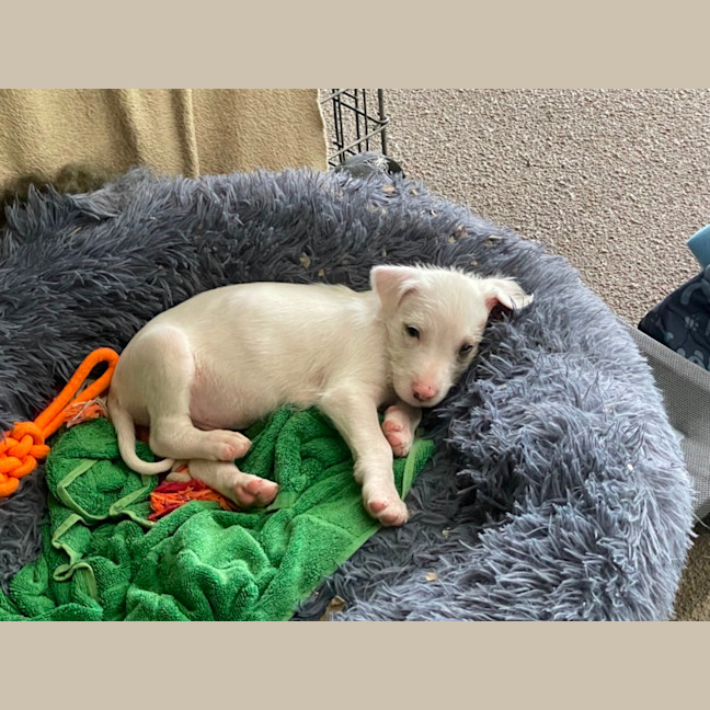 Photo of Mink