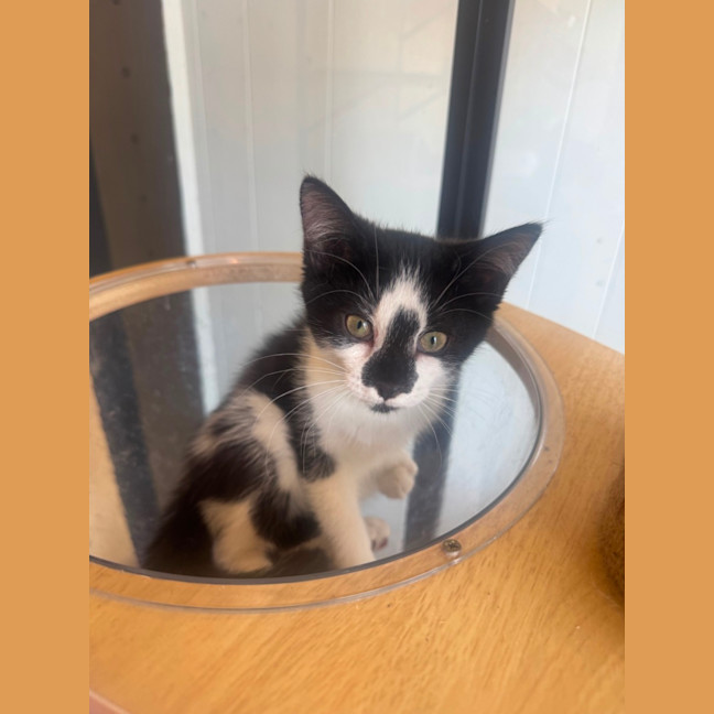 Photo of Pippa