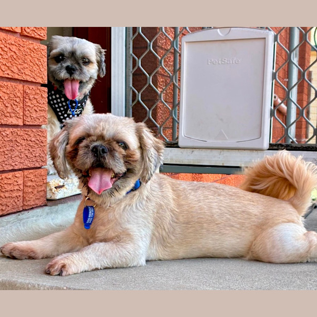 Photo of Alfie & Delilah ~ Pair Of Shih Tzus, Boy And Girl