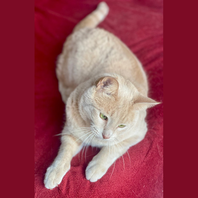 Photo of Geralt Of Purrera