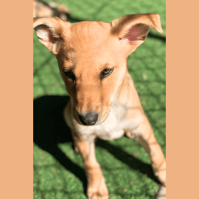 Photo of Rusty