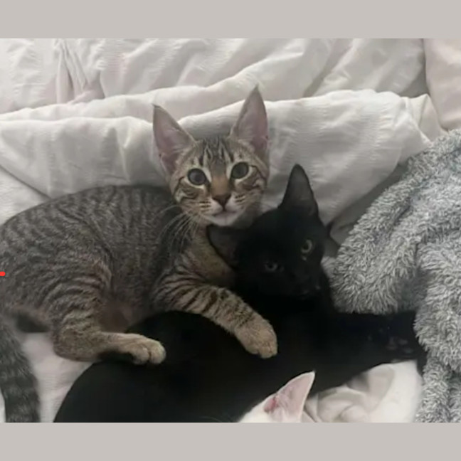 Photo of Binx And Onyx