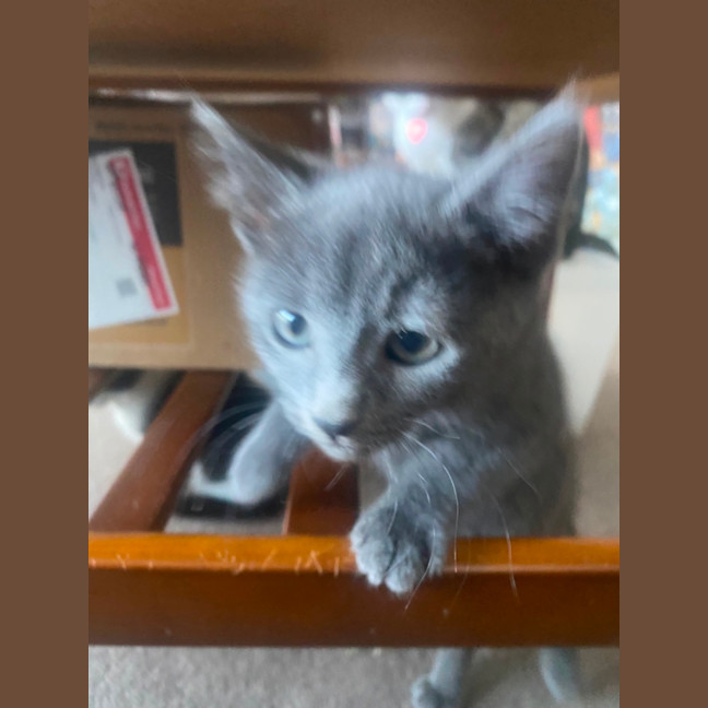 Photo of Macaria **2nd Chance Cat Rescue**