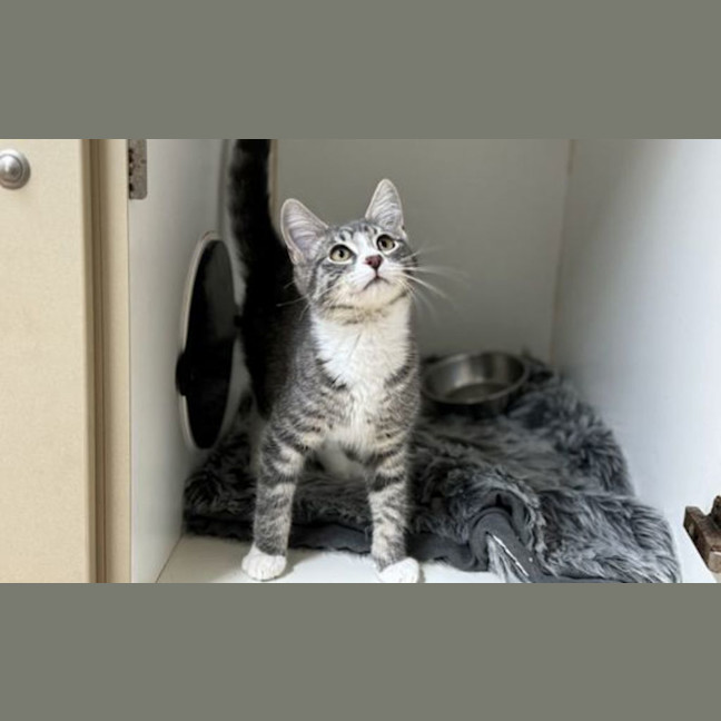 Photo of Samson