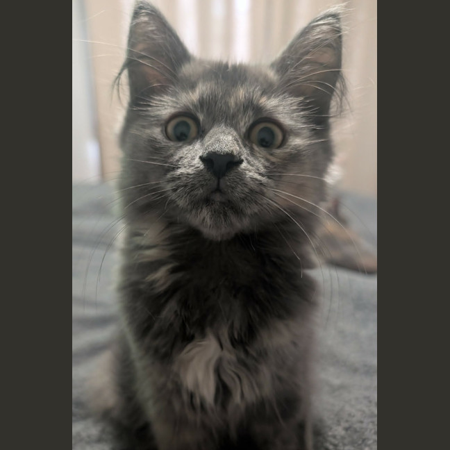 Photo of Misty