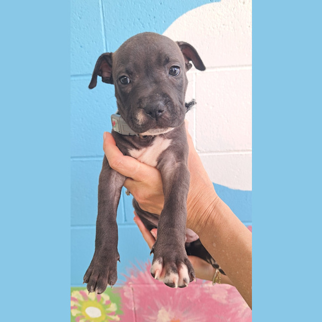 Photo of D1105 Harriet