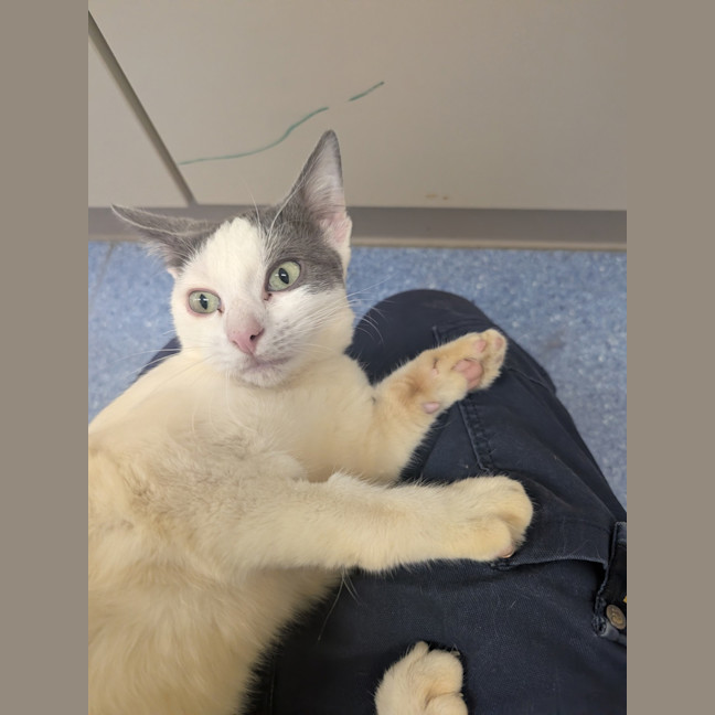 Photo of Banana Boat