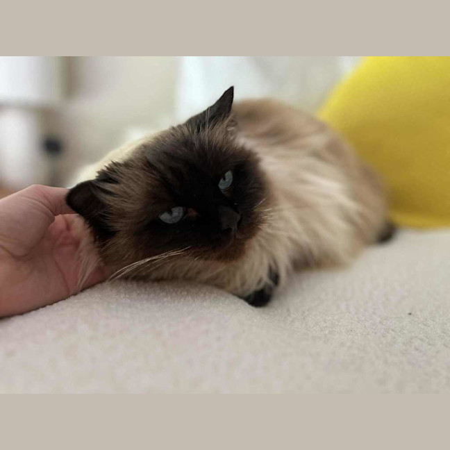 Photo of Teddy