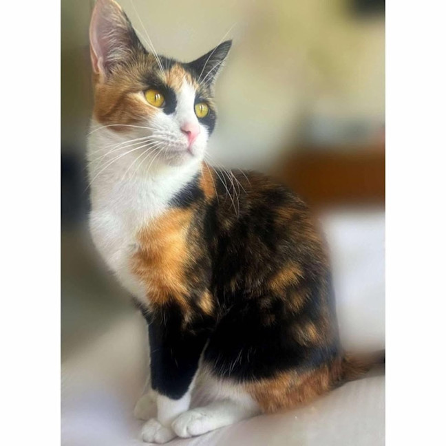 Photo of 9736   Rocket