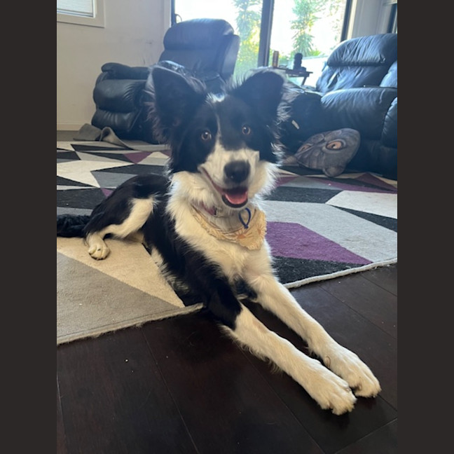 Photo of Bella   7 Month Old Border Collie (Trial)