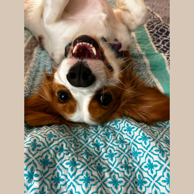 Photo of Bonnie