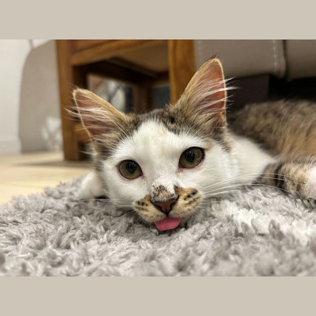 Photo of Squishmellow