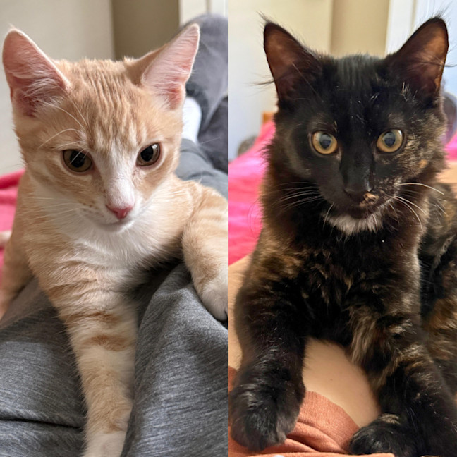 Photo of Bailey & Kahlua
