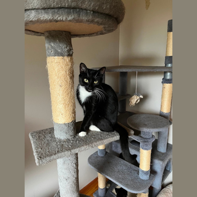 Photo of Ula ** 2nd Chance Cat Rescue **