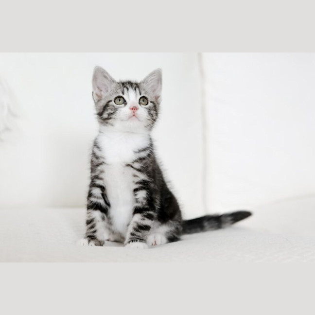 Photo of Jasper