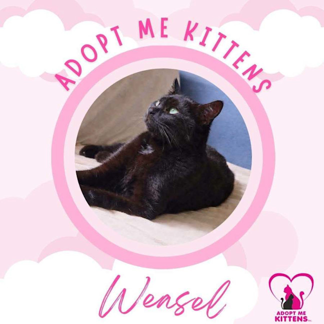 Photo of Weasel