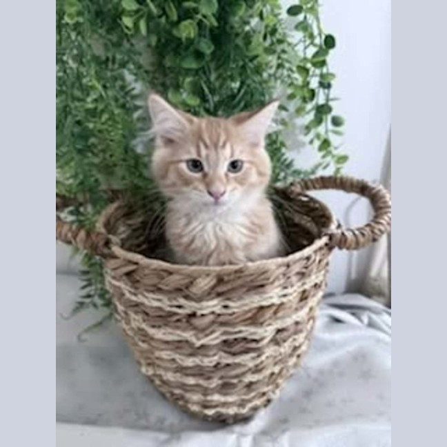Photo of Tater *9 Lives Project Rescue*