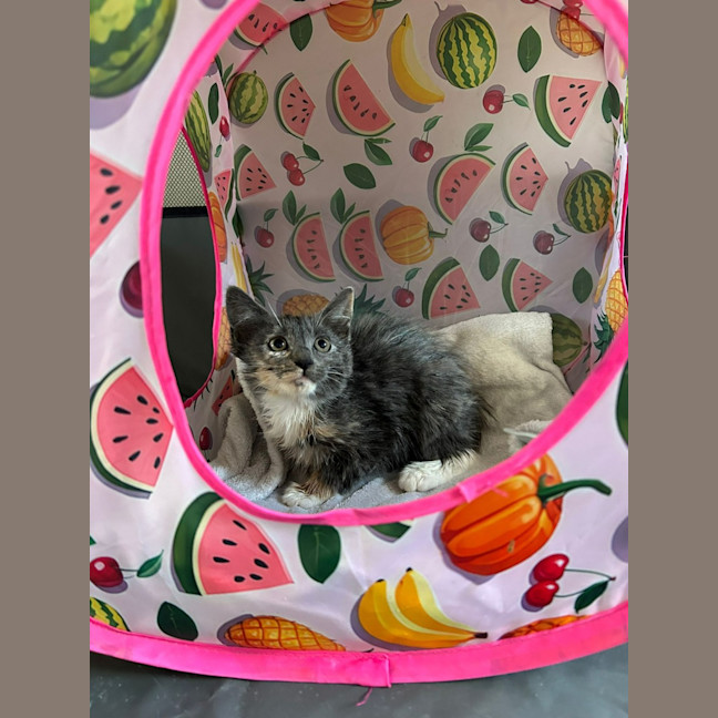 Photo of Peanut 🥜