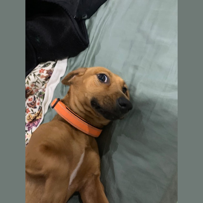 Photo of Moochie   1 Year Old Dachshund X