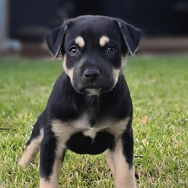 Photo of Sampson