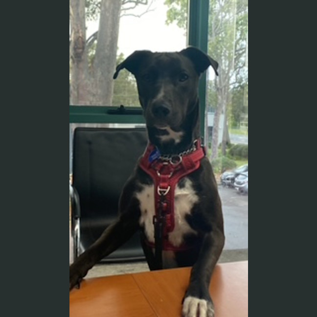 Photo of Zala   1 Year Old Border Collie X Kelpie