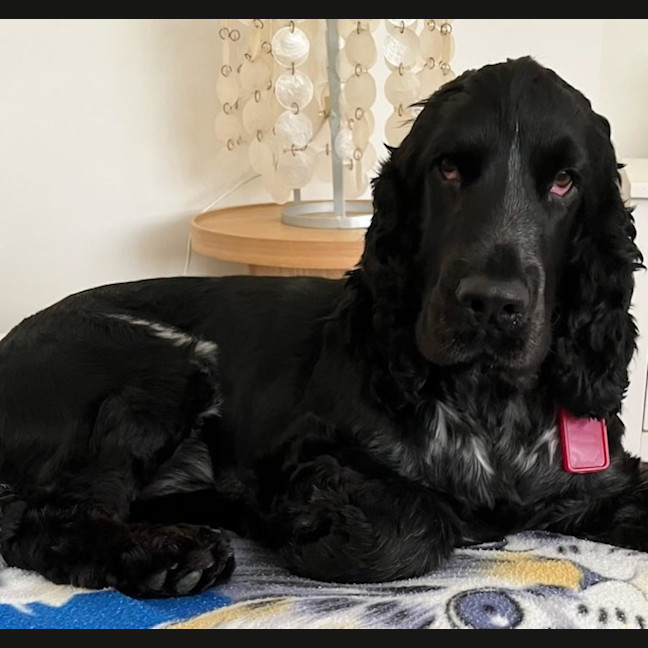 Photo of Whiskey