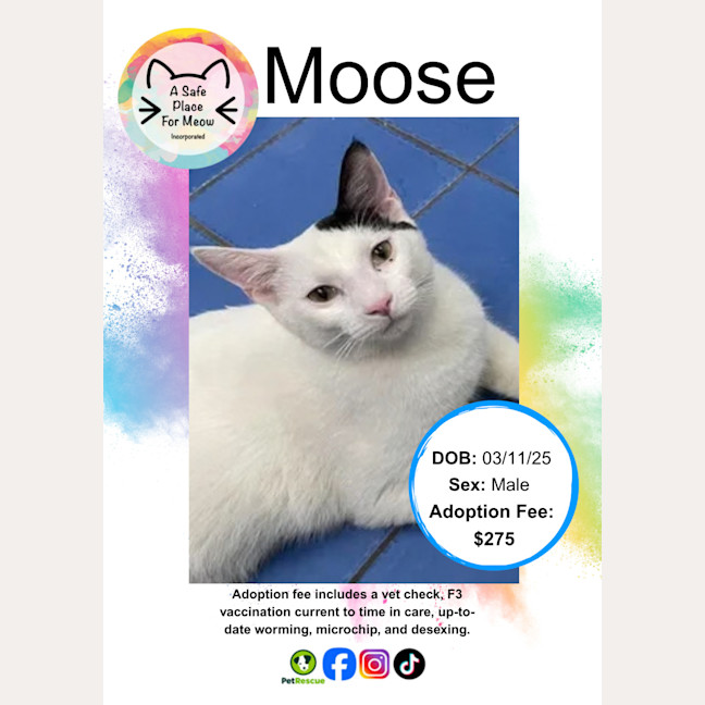 Photo of Moose
