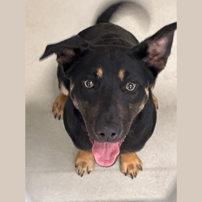 Photo of Dwayne 'The Dog' Johnson 