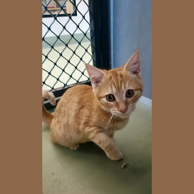Photo of Ginger