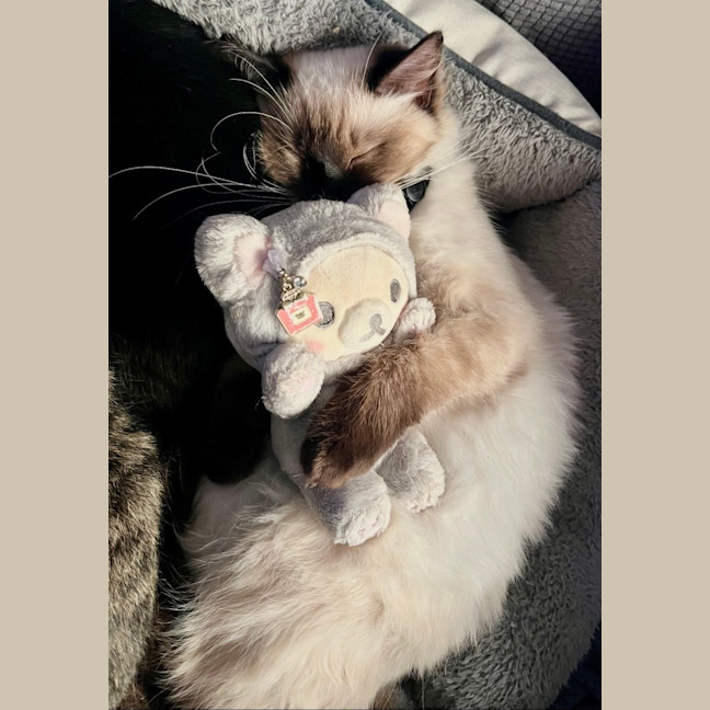 Photo of Kimba