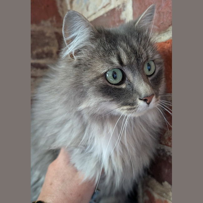 Photo of Nibbles