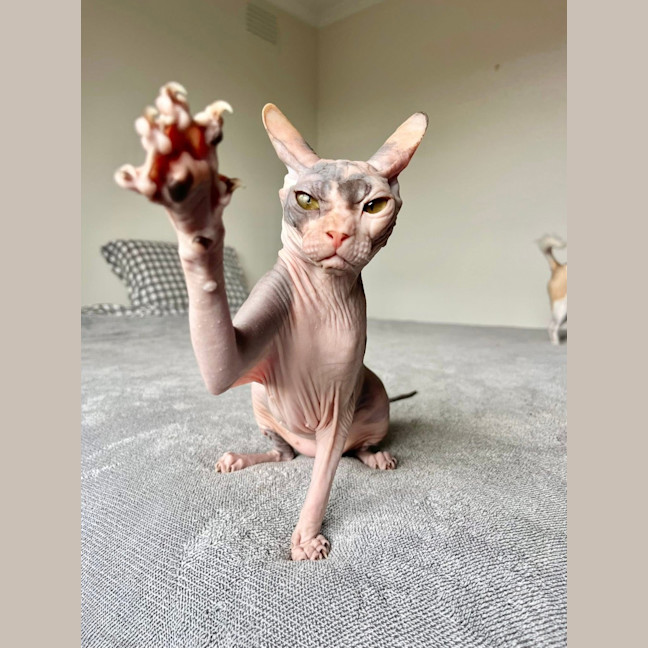 Photo of Echo (Was Roxanne)