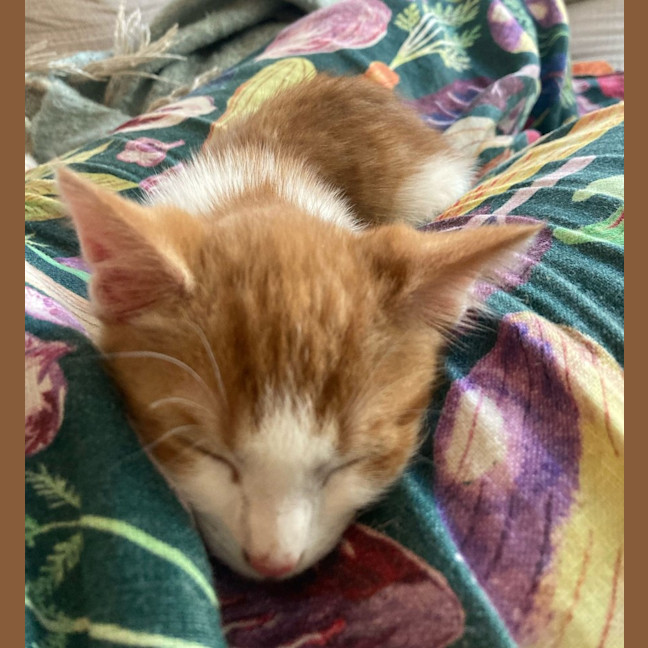 Photo of Moonstone * Meet Me At Petstock Engadine*