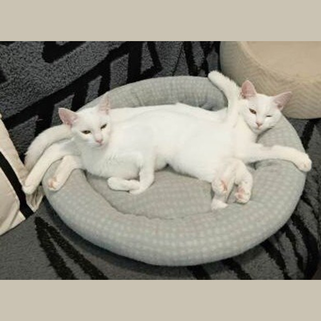 Photo of Pearl