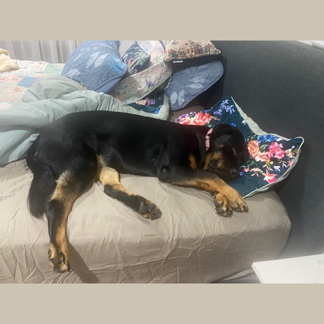 Photo of Willow
